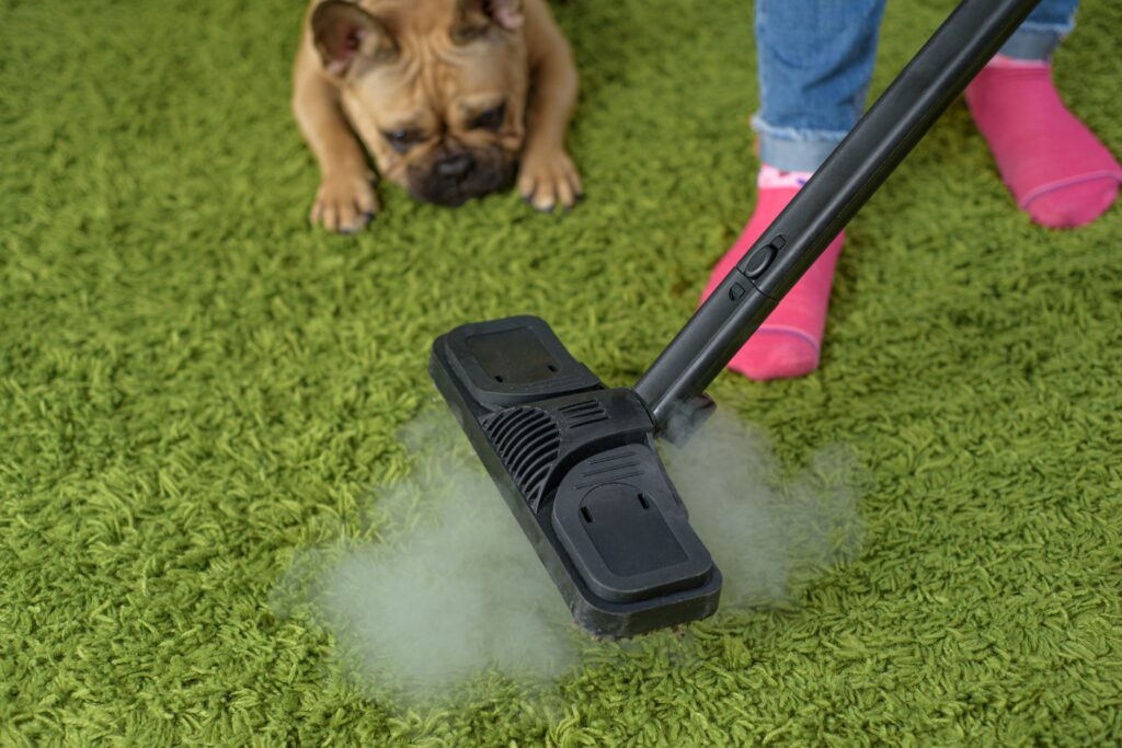 image of steam cleaning carpet with dog