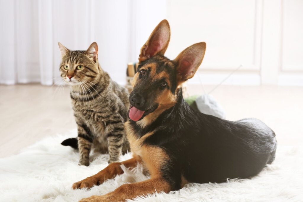 image of dog and cat
