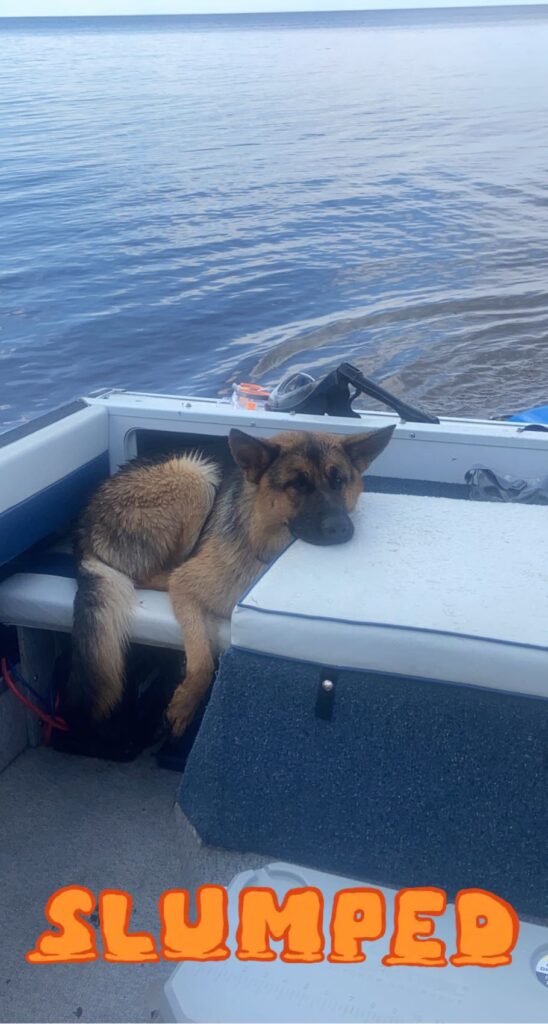 image of dog on a boat