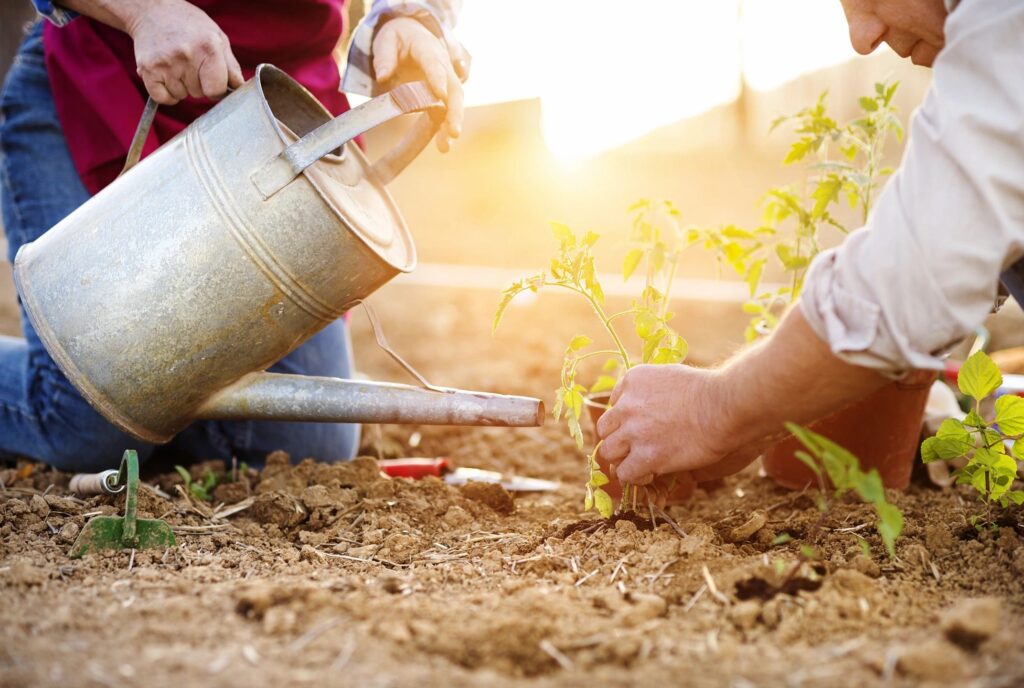 image of two people planting a tomato plant