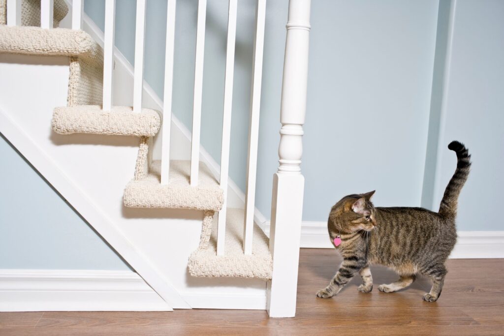 image of a cat going up stairs