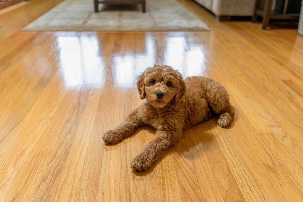 image of a dog on a hardwood floor