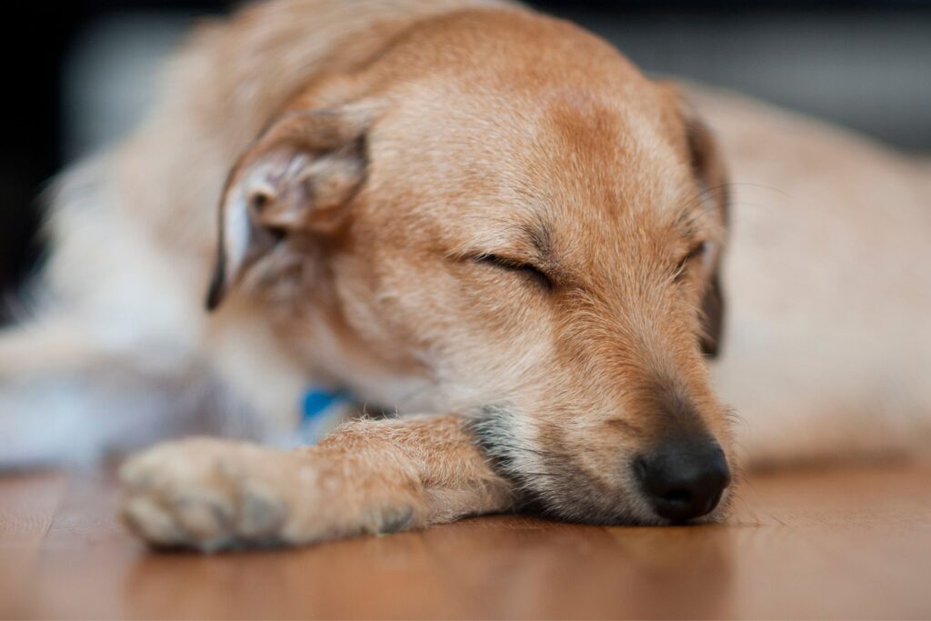 image of dog sleeping on hardwood floor