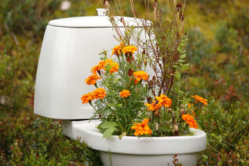 image of a toilet outside with flowers growing out of it