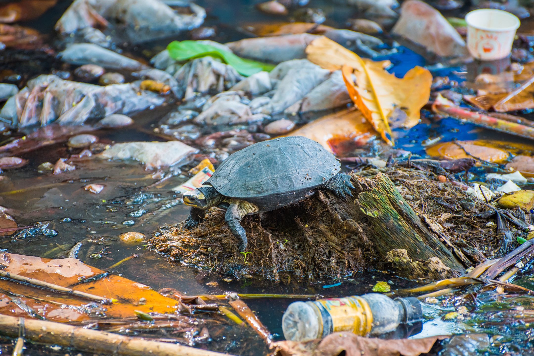 a turtle walking through garbage