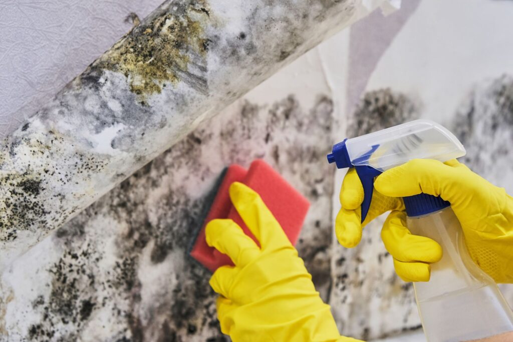 image of someone scrubbing a very moldy surface